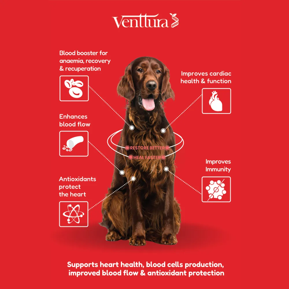 Venttura Ferro Plus Iron Supplements Syrup for Dogs